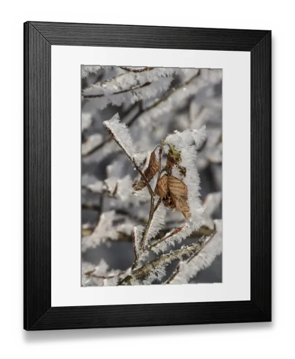 Framed Print : Winter Beech leaves covered in hoar frost Framed Print : Winter Beech leaves covered in hoar frost