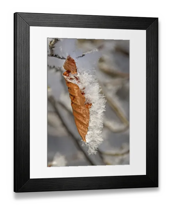 Framed Print : Winter Beech leaves covered in hoar frost Framed Print : Winter Beech leaves covered in hoar frost