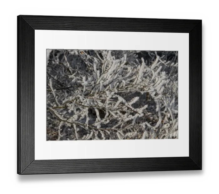 Framed Print : Winter tree branches covered in hoar frost Framed Print : Winter tree branches covered in hoar frost