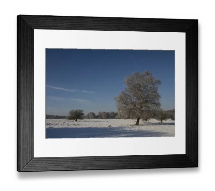 Framed Print : Knettishall Heath is one of Suffolks largest surviving areas of Breckland heath now managed by the Suffolk Wildlife Framed Print : Knettishall Heath is one of Suffolks largest surviving areas of Breckland heath now managed by the Suffolk Wildlife