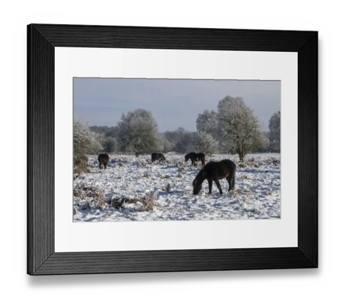 Framed Print : Knettishall Heath is one of Suffolks largest surviving areas of Breckland heath now managed by the Suffolk Wildlife Framed Print : Knettishall Heath is one of Suffolks largest surviving areas of Breckland heath now managed by the Suffolk Wildlife