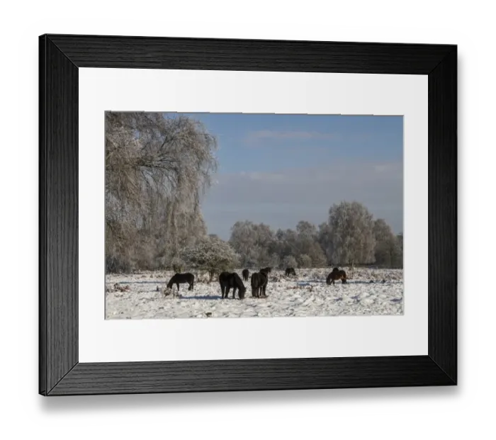 Framed Print : Exmoor ponies have been introduced to Knettishall Heath to help maintain the more open Breck Heath landscape Framed Print : Exmoor ponies have been introduced to Knettishall Heath to help maintain the more open Breck Heath landscape