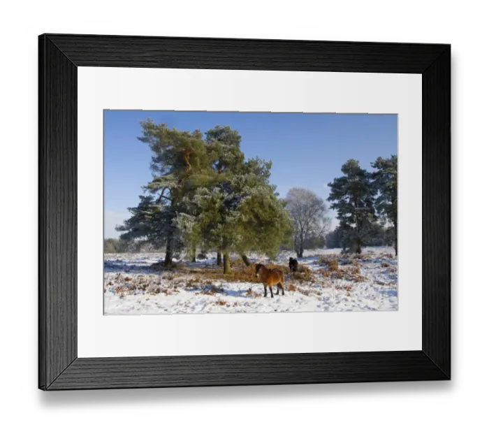Framed Print : Knettishall Heath is one of Suffolks largest surviving areas of Breckland heath now managed by the Suffolk Wildlife Framed Print : Knettishall Heath is one of Suffolks largest surviving areas of Breckland heath now managed by the Suffolk Wildlife