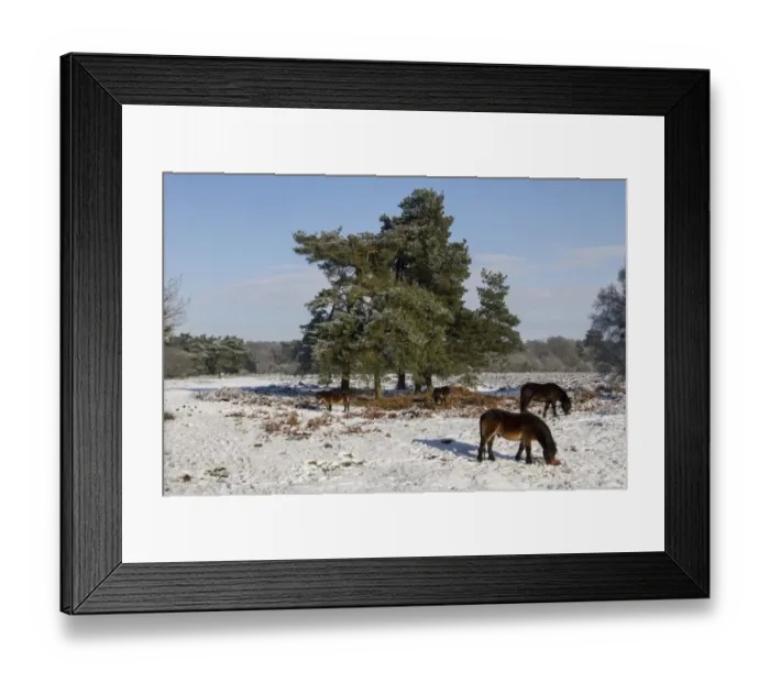Framed Print : Knettishall Heath is one of Suffolks largest surviving areas of Breckland heath now managed by the Suffolk Wildlife Framed Print : Knettishall Heath is one of Suffolks largest surviving areas of Breckland heath now managed by the Suffolk Wildlife