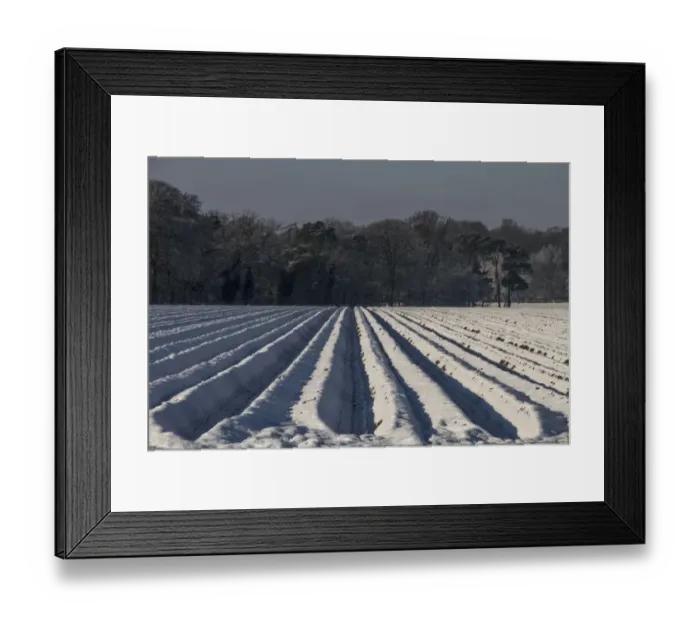 Framed Print : Deep furrow rows of carrots covered in snow Framed Print : Deep furrow rows of carrots covered in snow