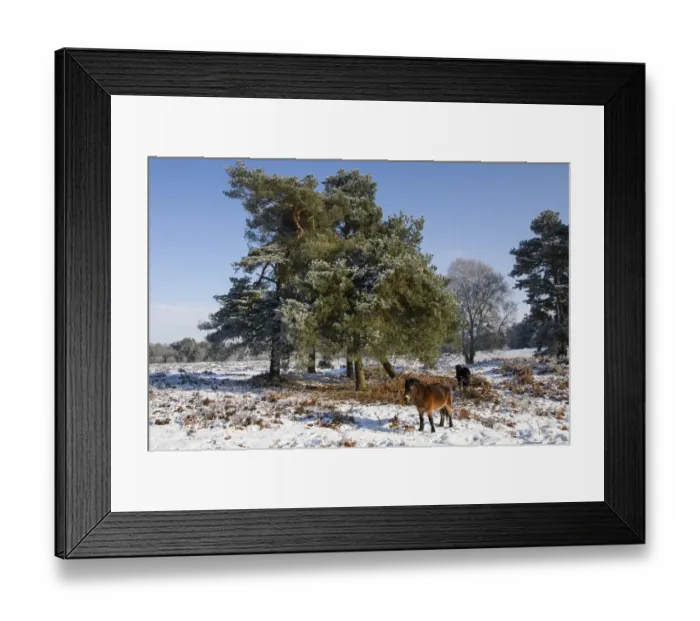 Framed Print : Knettishall Heath is one of Suffolks largest surviving areas of Breckland heath now managed by the Suffolk Wildlife Framed Print : Knettishall Heath is one of Suffolks largest surviving areas of Breckland heath now managed by the Suffolk Wildlife