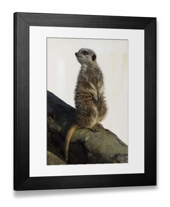 Framed Print : Meerkat sitting on a log with snow background (captive) Framed Print : Meerkat sitting on a log with snow background (captive)