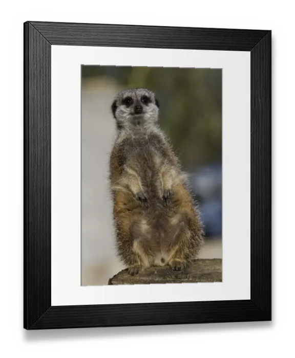 Framed Print : Meerkat female sitting on post. (captive) Framed Print : Meerkat female sitting on post. (captive)