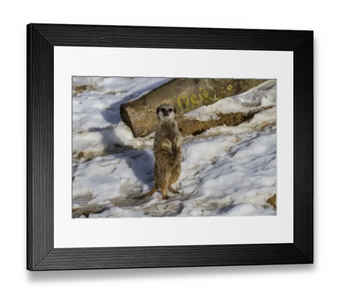 Framed Print : Meerkat standing on snow (captive)