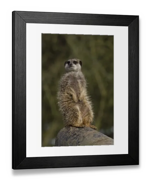 Framed Print : Meerkat sitting on a log (captive)