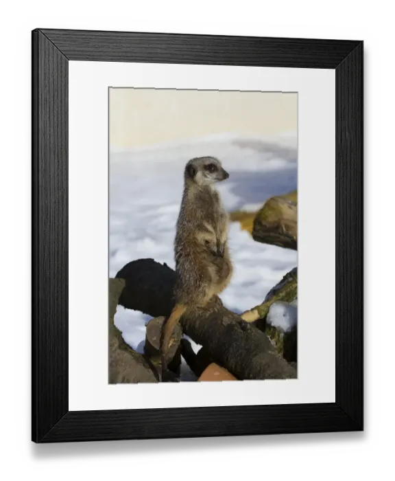 Framed Print : Meerkat sitting on logs with snow background (captive) Framed Print : Meerkat sitting on logs with snow background (captive)