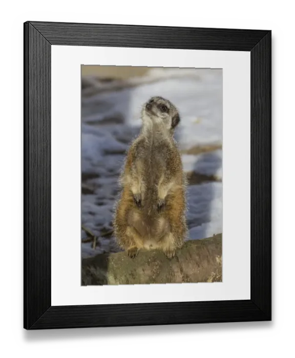 Framed Print : A captive Meekat sitting on log with a sno covered background Framed Print : A captive Meekat sitting on log with a sno covered background