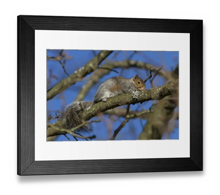Framed Print : Grey Squirrels will often crouch close to a tree branch to make themselves inconspicuous Framed Print : Grey Squirrels will often crouch close to a tree branch to make themselves inconspicuous