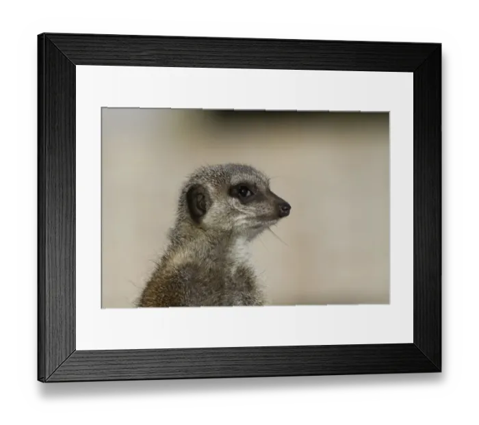 Framed Print : Close up of Meerkat looking alert Framed Print : Close up of Meerkat looking alert