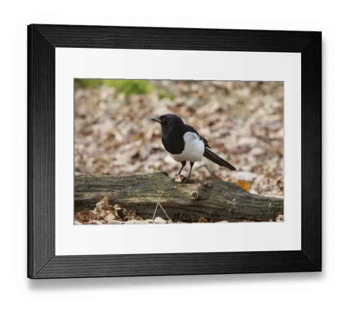 Framed Print : Common Magpie eating a Horse Chestnut Framed Print : Common Magpie eating a Horse Chestnut