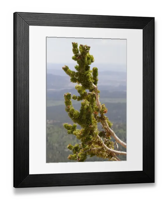 Framed Print : Ancient Bristlecone Pine (Pinus longaeva) close-up of cone and leaf - Utah Ameria