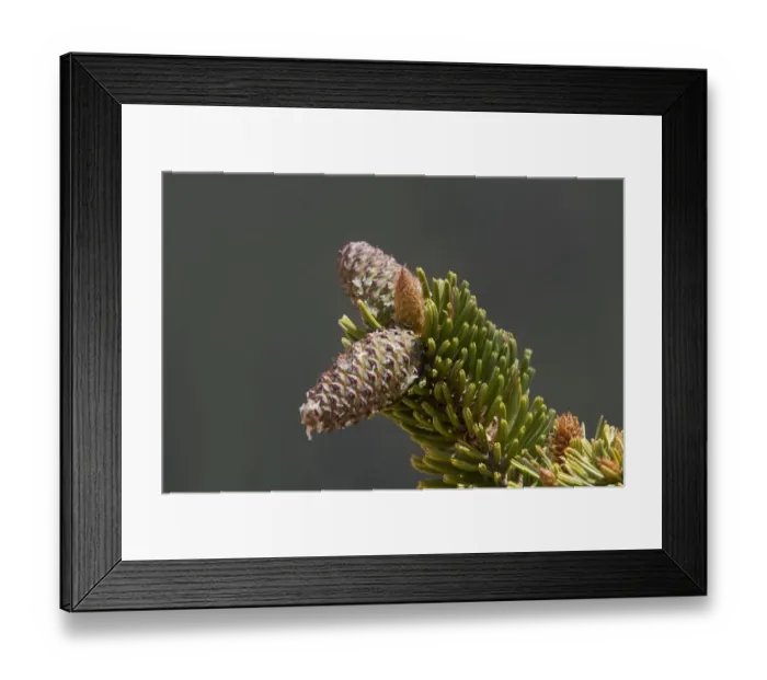 Framed Print : Ancient Bristlecone Pine (Pinus longaeva) close-up of cone Framed Print : Ancient Bristlecone Pine (Pinus longaeva) close-up of cone