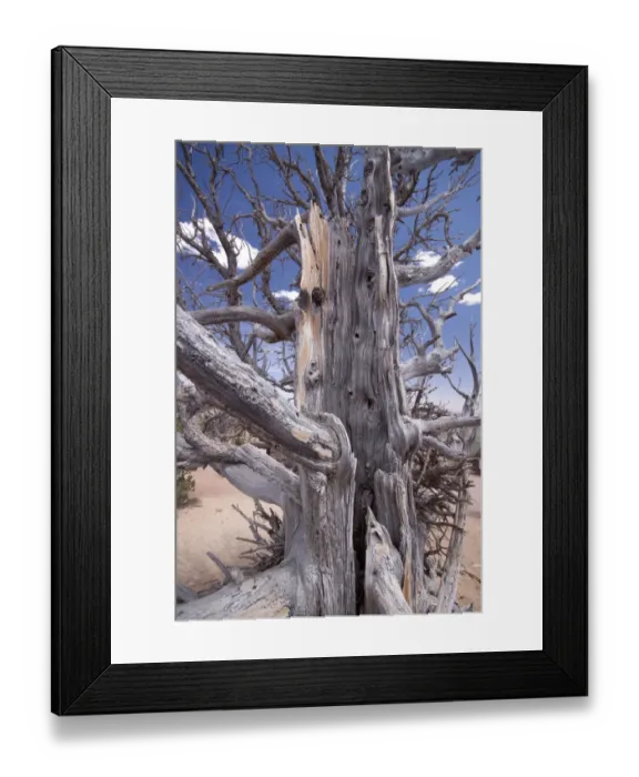 Framed Print : Bristlecone Pine trees are adapted to prolonged drought, this tree is around 1600 years old Framed Print : Bristlecone Pine trees are adapted to prolonged drought, this tree is around 1600 years old