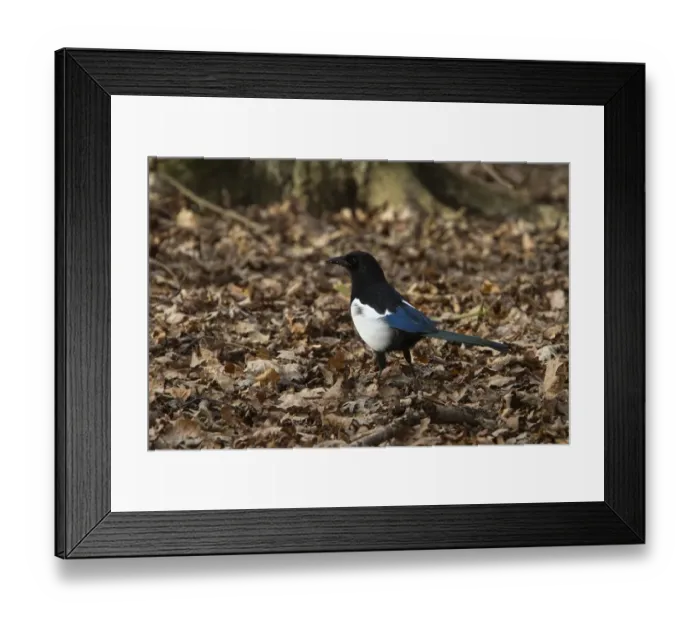 Framed Print : Common Magpie looking for food in leaf litter