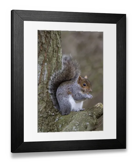Framed Print : Grey Squirrel with nut on oak tree