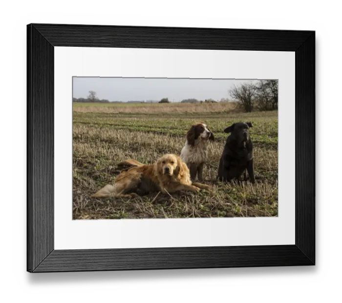 Framed Print : Working gun dogs in stubble field, Golden retriever, Springer spaniel, and black Labrador Framed Print : Working gun dogs in stubble field, Golden retriever, Springer spaniel, and black Labrador