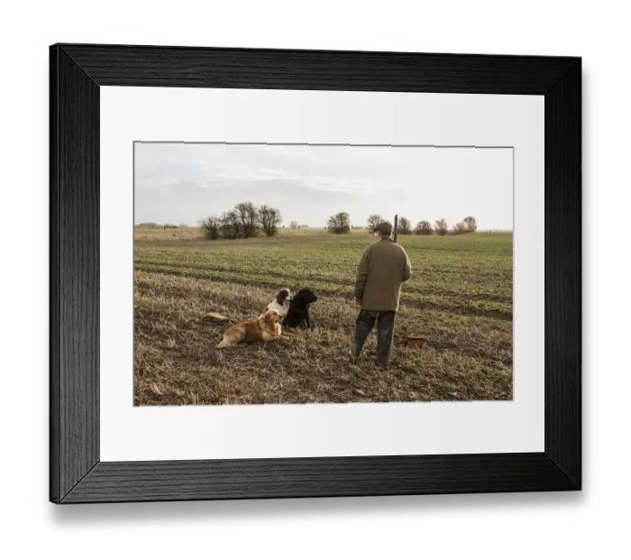 Framed Print : Man with 12 bore shotgun and working gun dogs, at pheasant shoot North Norfolk, England, winter Framed Print : Man with 12 bore shotgun and working gun dogs, at pheasant shoot North Norfolk, England, winter