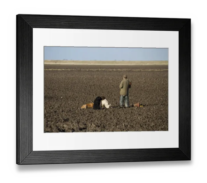 Framed Print : Man with12 bore shotgun and working gun dogs, at pheasant shoot The Wash North Norfolk, England, winter Framed Print : Man with12 bore shotgun and working gun dogs, at pheasant shoot The Wash North Norfolk, England, winter
