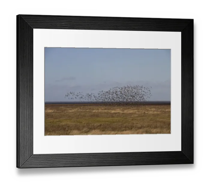 Framed Print : Large flock of Dark bellied Brent Geese on the North Norfolk coast near the Wash Framed Print : Large flock of Dark bellied Brent Geese on the North Norfolk coast near the Wash