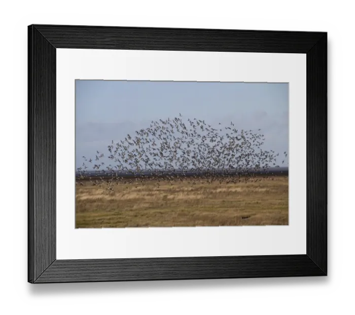 Framed Print : Large flock of Dark bellied Brent Geese on the North Norfolk coast near the Wash