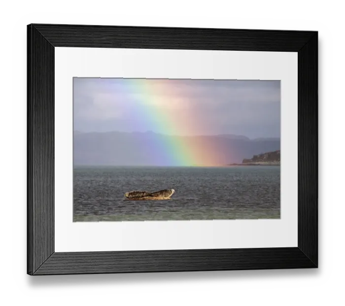 Framed Print : Common Seal resting on rock as the tide goes out with rainbow over the Sound of Jura- Scotland Framed Print : Common Seal resting on rock as the tide goes out with rainbow over the Sound of Jura- Scotland