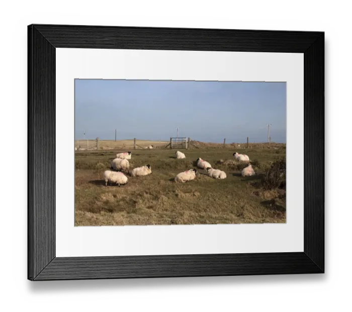 Framed Print : Flock of Scottish Blackface domestic sheep with red fleece makings on Islay Scotland Framed Print : Flock of Scottish Blackface domestic sheep with red fleece makings on Islay Scotland