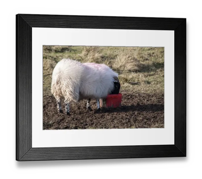 Framed Print : Scottish Blackface domestic sheep using a salt lick Framed Print : Scottish Blackface domestic sheep using a salt lick