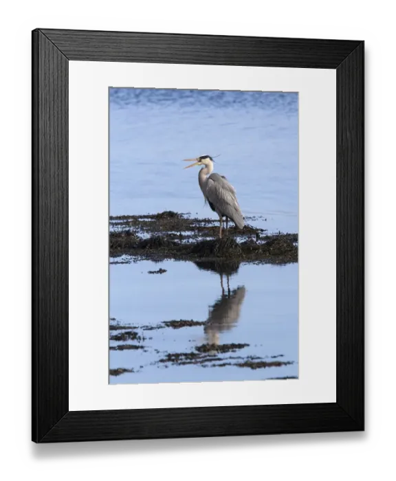 Framed Print : Grey Heron standing on sea shore rocks calling Framed Print : Grey Heron standing on sea shore rocks calling