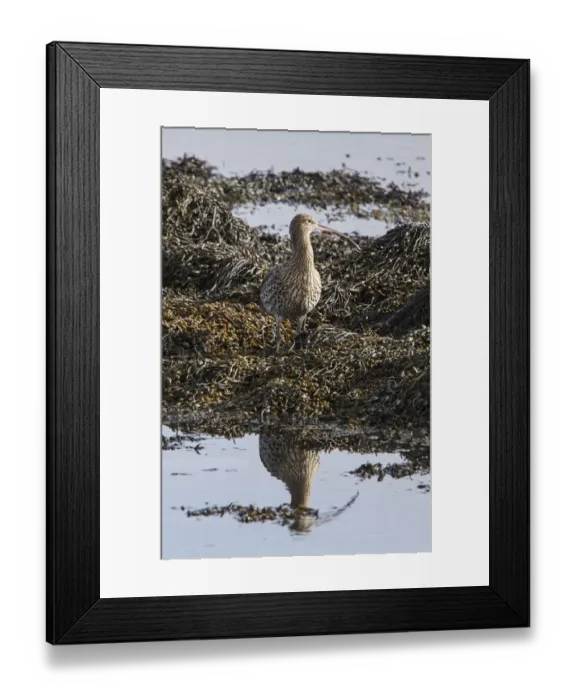 Framed Print : Eurasian Curlew standing on seaweed Framed Print : Eurasian Curlew standing on seaweed