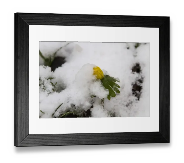 Framed Print : Winter Aconite flowering through snow, Roadside verge Framed Print : Winter Aconite flowering through snow, Roadside verge