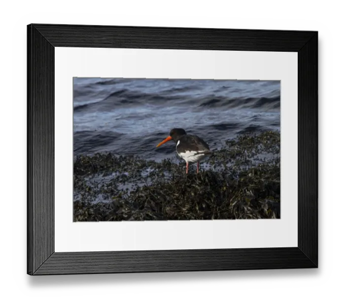 Framed Print : Oystercatcher standing on the seaweed covered shore line Framed Print : Oystercatcher standing on the seaweed covered shore line