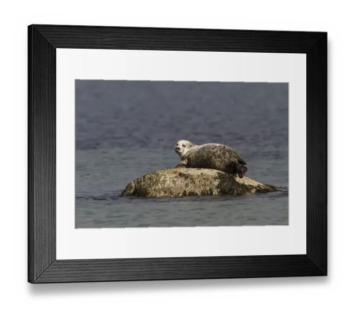 Framed Print : Common Seal resting on rock as the tide goes out - Jura Scotland Framed Print : Common Seal resting on rock as the tide goes out - Jura Scotland