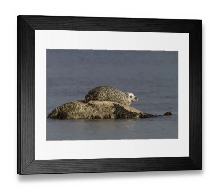 Framed Print : Common Seal resting on rock as the tide goes out - Jura Scotland Framed Print : Common Seal resting on rock as the tide goes out - Jura Scotland