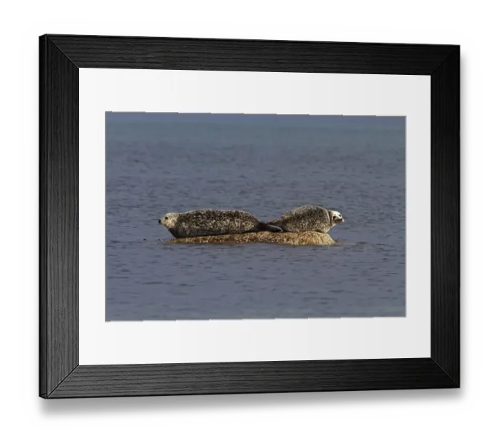 Framed Print : Common Seals resting on rock as the tide goes out - Jura Scotland Framed Print : Common Seals resting on rock as the tide goes out - Jura Scotland