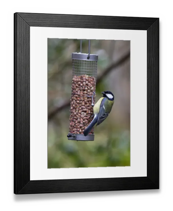 Framed Print : Great tit feeding on garden bird peanut feeder Framed Print : Great tit feeding on garden bird peanut feeder