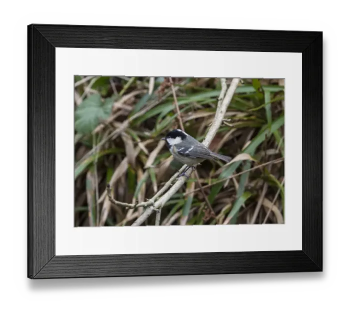 Framed Print : Coal Tit in garden near feeding station Framed Print : Coal Tit in garden near feeding station