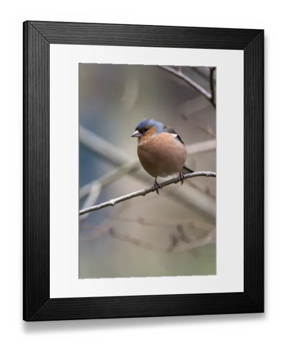 Framed Print : Male Chaffinch in spring on tree branch Framed Print : Male Chaffinch in spring on tree branch
