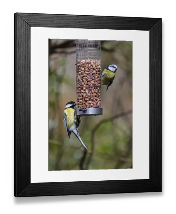 Framed Print : Great Tit - right, Blue Tit - left on pea-nut feeder Framed Print : Great Tit - right, Blue Tit - left on pea-nut feeder