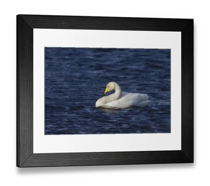 Framed Print : Whooper Swan swimming on Ardnave Loch on Islay Scotland Framed Print : Whooper Swan swimming on Ardnave Loch on Islay Scotland