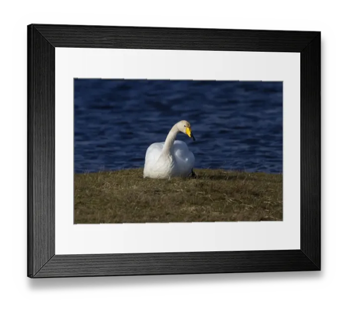 Framed Print : Whooper Swan resting on grass bank at Ardnave Loch on Islay Scotland Framed Print : Whooper Swan resting on grass bank at Ardnave Loch on Islay Scotland