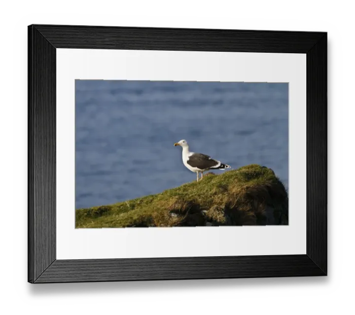 Framed Print : Great Black backed Gull - early spring on the Isle of Jura Framed Print : Great Black backed Gull - early spring on the Isle of Jura