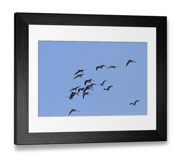Framed Print : Common Frog (Rana temporaria) tadpole, swimming underwater towards camera, Belvedere, Bexley, Kent, England Framed Print : Common Frog (Rana temporaria) tadpole, swimming underwater towards camera, Belvedere, Bexley, Kent, England