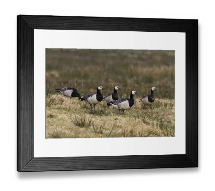 Framed Print : Barnacle geese feeding on moorland grass, Isle of Islay, Scotland Framed Print : Barnacle geese feeding on moorland grass, Isle of Islay, Scotland