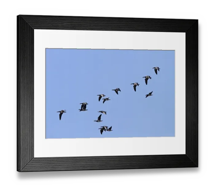 Framed Print : Flock of Barnacle geese flying on Islay Framed Print : Flock of Barnacle geese flying on Islay