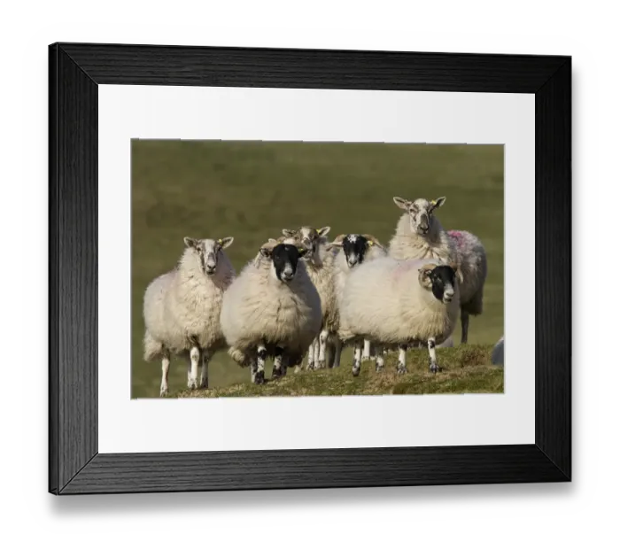 Framed Print : Scottish Blackface domestic sheep, note the ear tags Framed Print : Scottish Blackface domestic sheep, note the ear tags